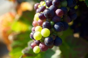 Grapes