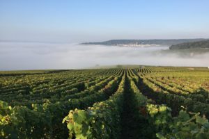 Paysage-Vigne